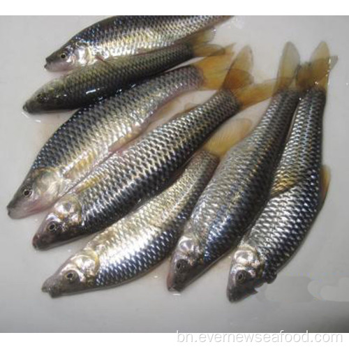 হিমায়িত সীফুড রোস্ট pseudorasbora parva